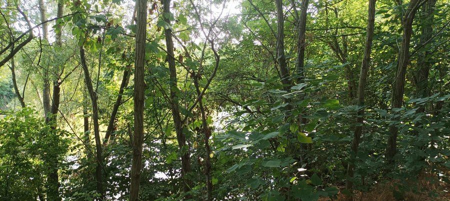 File:Paleoalveo Canalbianco in località Passo (Frassinelle Polesine) 01.jpg