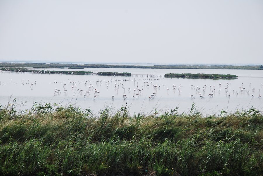 File:Flamingos over Lido di Spina, Comacchio.jpg