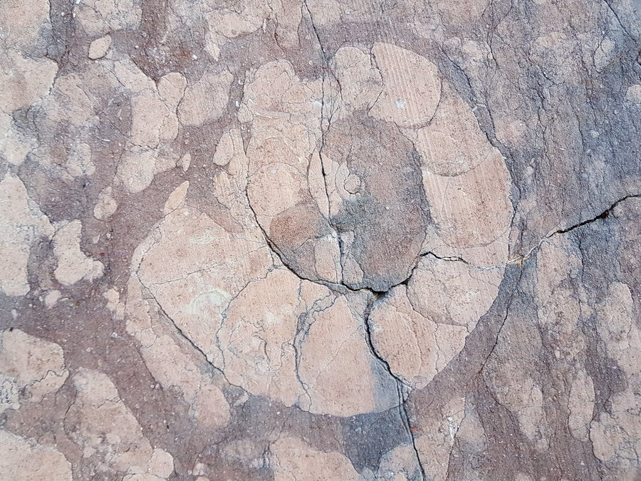 File:Fossil in the marble in Cava Buscada - Erto e Casso, Pordenone, Friuli-Venezia Giulia, Italy - 2021-09-27.jpg