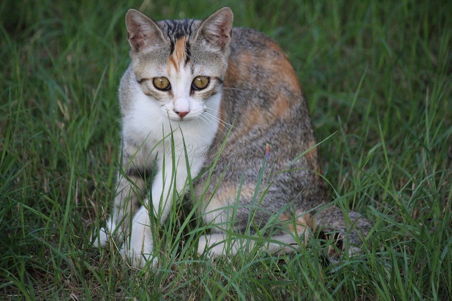 File:Cute cat in Marina Di Pietrasanta .jpg