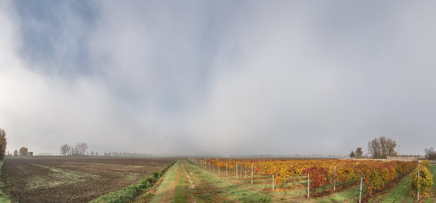 File:Vineyard - Nonantola, Modena, Italy - November 18, 2020.jpg