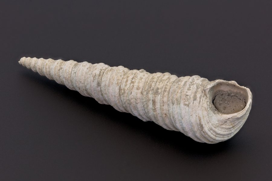 File:Turritella tricarinata, Empoli, Italia, 2021-01-15, DD 641-680 FS.jpg