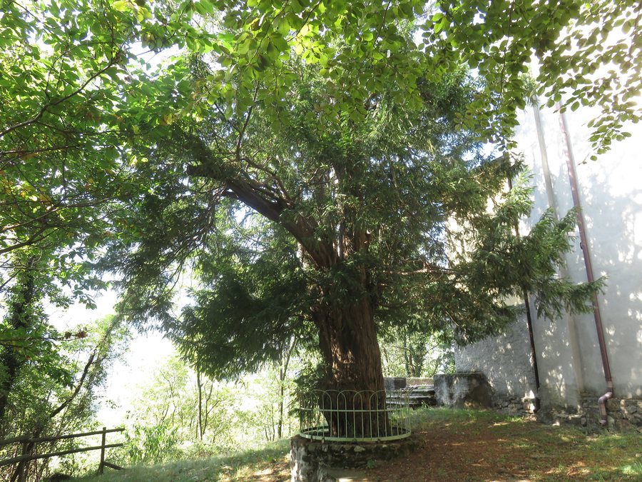 File:Cuzzago (Premosello Chiovenda) Tasso monumentale.jpg