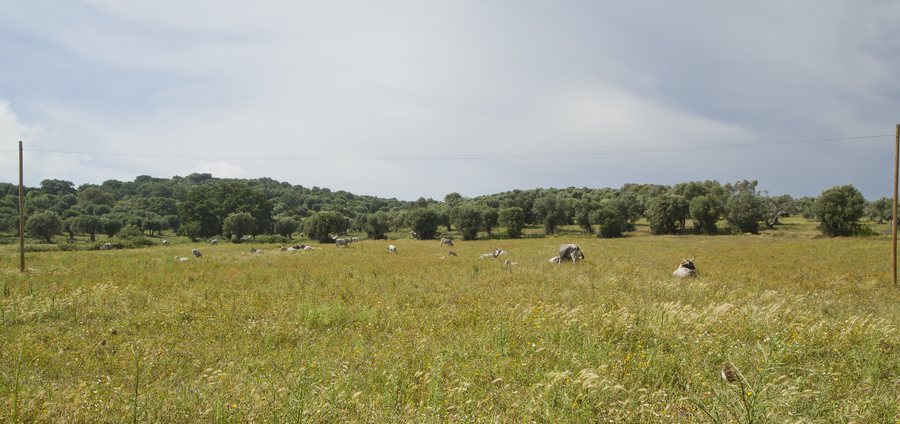 File:Maremma longhorn cattle, Orbetello, Maremma, Province of Grosseto, Tuscany, Italy - panoramio.jpg