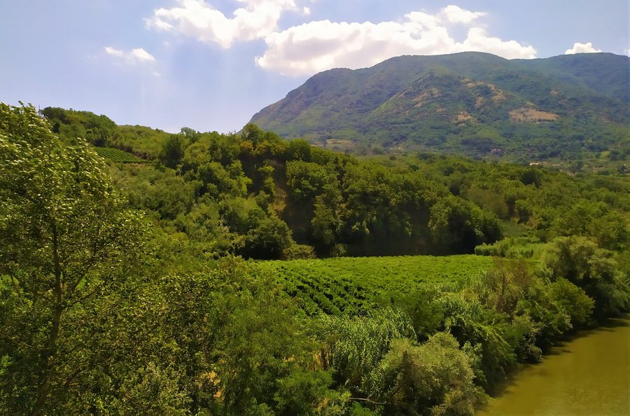 File:Paupisi, vigneti accanto al Calore.jpg