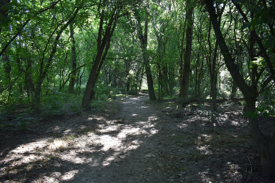 File:Bosco Porporana Ferrara 00.jpg
