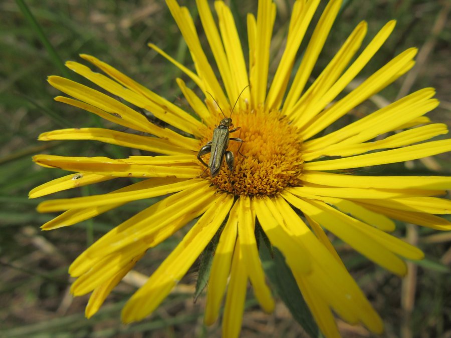 File:Coleoptera (Oedemera nobilis), maschio (Monte Calvo, Val della Torre, Torino, Italia).jpg